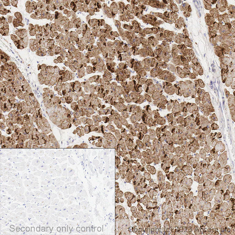 Immunohistochemistry (Formalin/PFA-fixed paraffin-embedded sections) - Anti-N Cadherin antibody [EPR1791-4] - BSA and Azide free (AB271856)