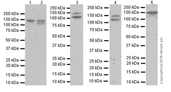 Western blot - Anti-N Cadherin antibody [EPR19654] (AB207608)