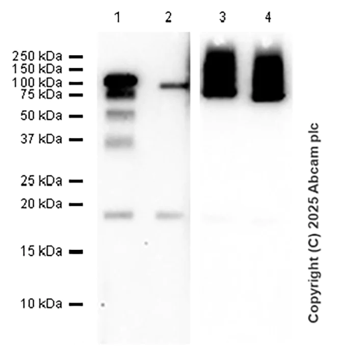Western blot - Anti-N Cadherin antibody [EPR19654] - BSA and Azide free (AB236032)
