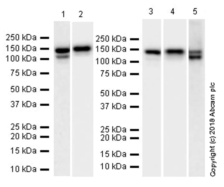 Western blot - Anti-N Cadherin antibody [EPR22397-264] (AB245117)