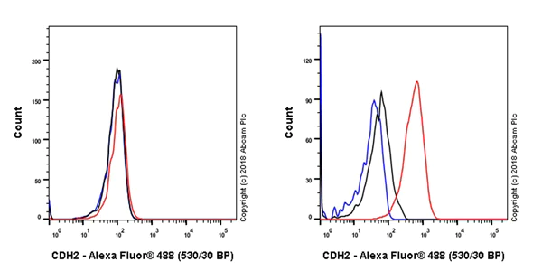 Flow Cytometry - Anti-N Cadherin antibody [EPR22397-264] - BSA and Azide free (AB245827)