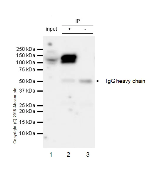 Immunoprecipitation - Anti-N Cadherin antibody [EPR22397-264] - BSA and Azide free (AB245827)