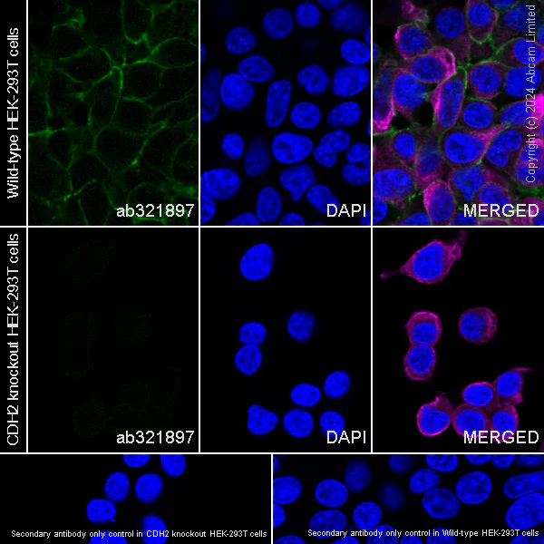 Immunocytochemistry/ Immunofluorescence - Anti-N Cadherin antibody [EPR29626-10] (AB321897)