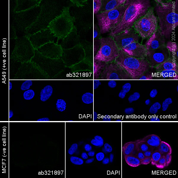 Immunocytochemistry/ Immunofluorescence - Anti-N Cadherin antibody [EPR29626-10] (AB321897)