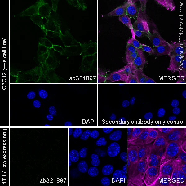 N Cadherin抗体[EPR29626-10] - BSA and Azide free (ab321898)| Abcam中文官网