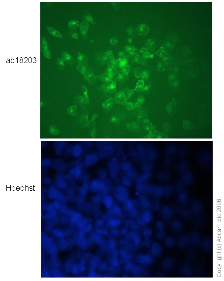 Immunocytochemistry/ Immunofluorescence - Anti-N Cadherin antibody - Intercellular Junction Marker (AB18203)