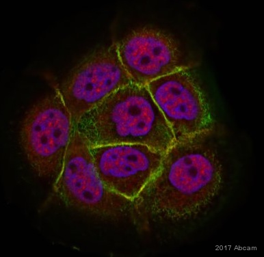Immunocytochemistry/ Immunofluorescence - Anti-N Cadherin antibody - Intercellular Junction Marker (ab18203), expandable thumbnail