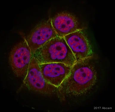 Immunocytochemistry/ Immunofluorescence - Anti-N Cadherin antibody - Intercellular Junction Marker (AB18203)