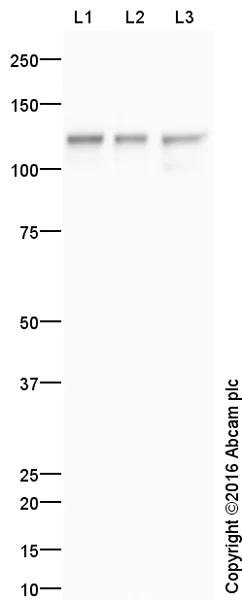 Western blot - Anti-N Cadherin antibody - Intercellular Junction Marker (AB18203)