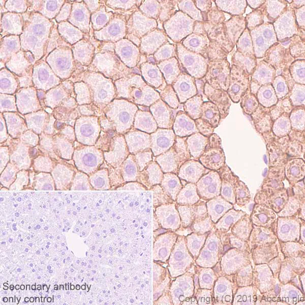 Immunohistochemistry (Formalin/PFA-fixed paraffin-embedded sections) - Anti-N Cadherin antibody [SP90] - BSA and Azide free (AB240403)