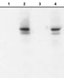 Western blot - Anti-N Cadherin (phospho Y820) antibody (AB76059)