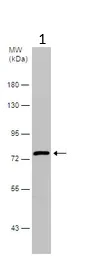 Western blot - Anti-N-ethylmaleimide-sensitive fusion protein antibody (AB126202)