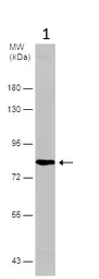 Western blot - Anti-N-ethylmaleimide-sensitive fusion protein antibody (AB126202)