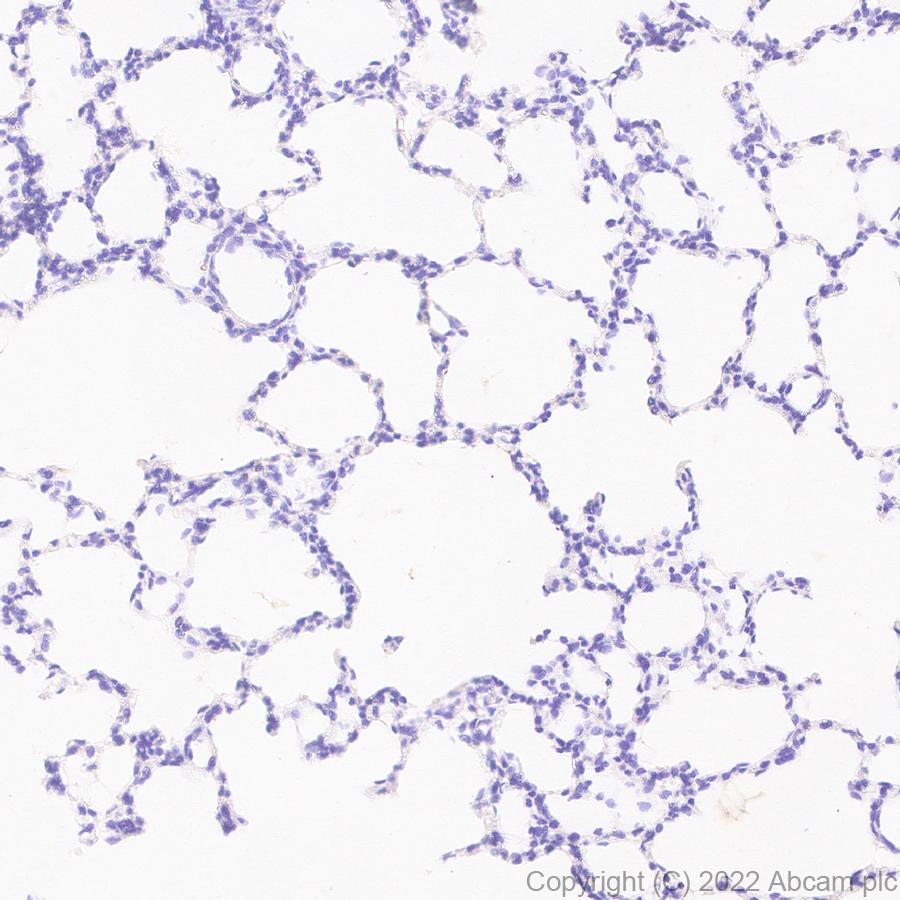 Immunohistochemistry - Anti-N-ethylmaleimide-sensitive fusion protein antibody [EPR25190-1] - BSA and Azide free (AB302789), expandable thumbnail