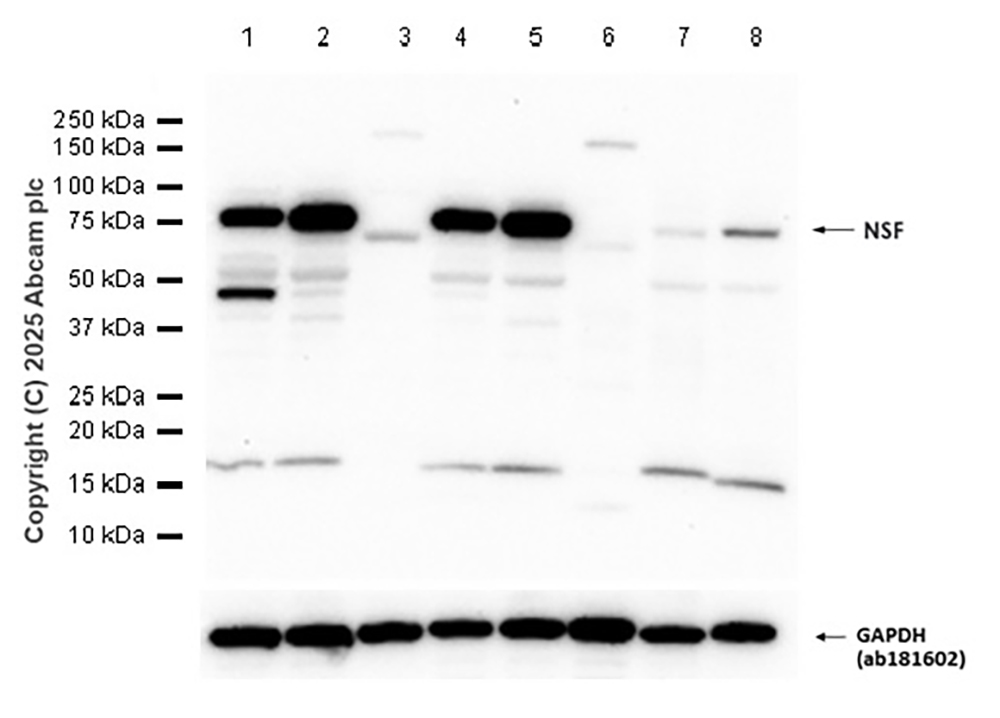 Western blot - Anti-N-ethylmaleimide-sensitive fusion protein antibody [EPR25190-1] - BSA and Azide free (AB302789), expandable thumbnail