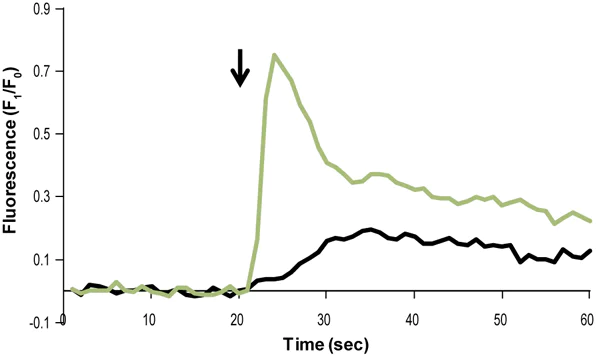 Functional Studies - N-Formyl-Met-Leu-Phe, endogenous chemotactic peptide (AB141806)