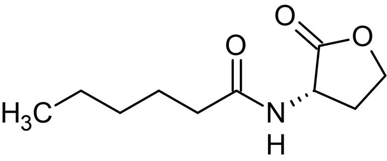 Chemical Structure - N-Hexanoyl-L-homoserine lactone, involved in quorum sensing (AB145277)