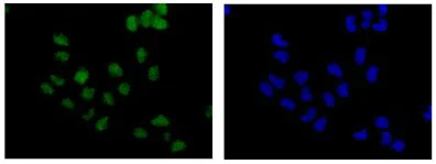 Immunocytochemistry/ Immunofluorescence - Anti-N myc interactor/NMI antibody [EPR11065(2)] (AB183724)