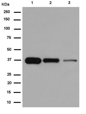 Western blot - Anti-N myc interactor/NMI antibody [EPR11065(2)] (AB183724)