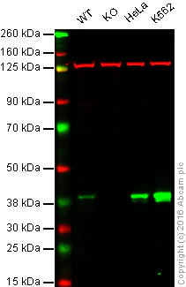 Western blot - Anti-N myc interactor/NMI antibody [EPR11065(2)] - BSA and Azide free (AB250698)