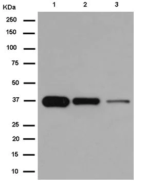 Western blot - Anti-N myc interactor/NMI antibody [EPR11065(2)] - BSA and Azide free (AB250698)