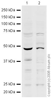 Western blot - Anti-n-Myc/MYCN antibody (AB24193), expandable thumbnail