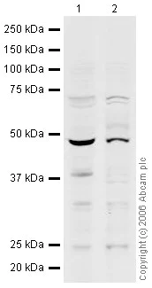 Western blot - Anti-n-Myc/MYCN antibody (AB24193)