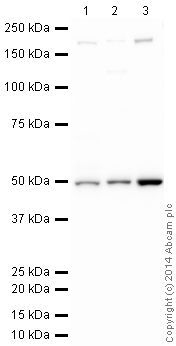 Western blot - Anti-n-Myc/MYCN antibody (AB24193), expandable thumbnail