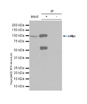 Immunoprecipitation - Anti-n-Myc/MYCN antibody [EPR18982-13] (AB189528)
