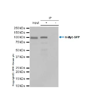 Immunoprecipitation - Anti-n-Myc/MYCN antibody [EPR18982-13] - BSA and Azide free (AB250996)