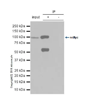 Immunoprecipitation - Anti-n-Myc/MYCN antibody [EPR18982-13] - BSA and Azide free (AB250996)