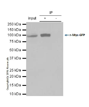 Immunoprecipitation - Anti-n-Myc/MYCN antibody [EPR18982-13] - BSA and Azide free (AB250996)
