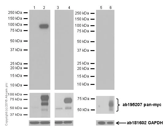 Western blot - Anti-n-Myc/MYCN antibody [EPR18982-13] - BSA and Azide free (AB250996)