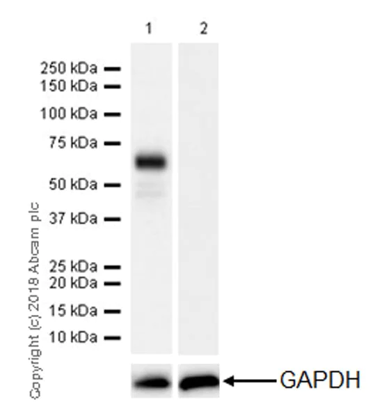 Western blot - Anti-n-Myc/MYCN antibody [EPR18982-8R-3] - BSA and Azide free (AB236459)