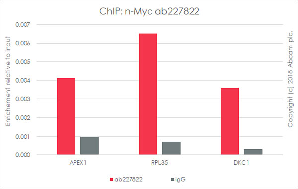 ChIP - Anti-n-Myc/MYCN antibody [EPR18982-8R-3] - ChIP Grade (AB227822), expandable thumbnail