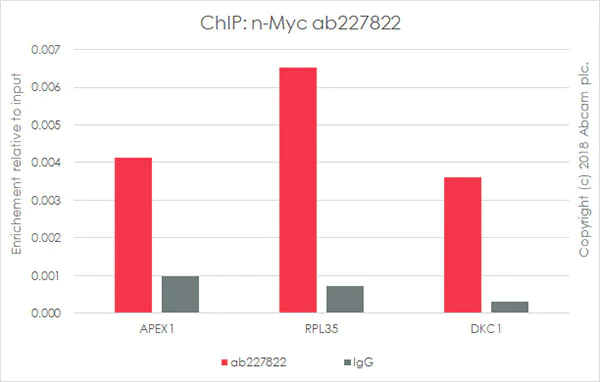 ChIP - Anti-n-Myc/MYCN antibody [EPR18982-8R-3] - ChIP Grade (AB227822)