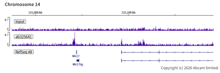ChIP-sequencing - Anti-n-Myc/MYCN antibody [EPR26107-153] (AB325641)