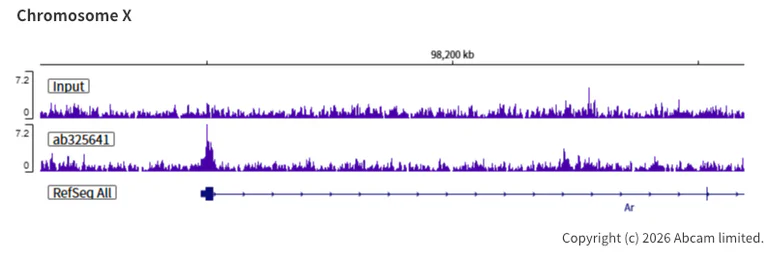 ChIP-sequencing - Anti-n-Myc/MYCN antibody [EPR26107-153] (AB325641)