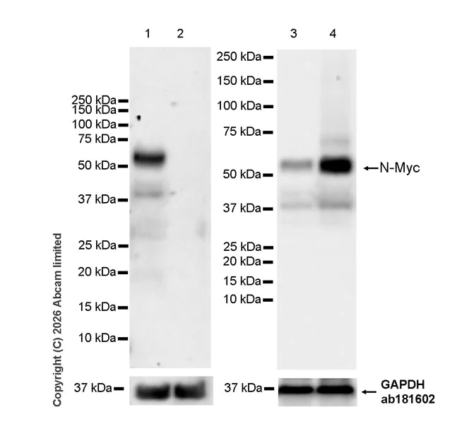 Western blot - Anti-n-Myc/MYCN antibody [EPR26107-153] (AB325641)