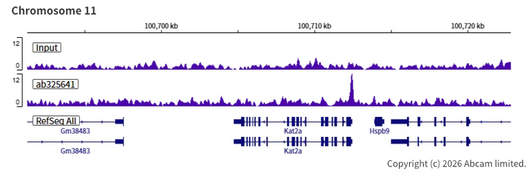 ChIP-sequencing - Anti-n-Myc/MYCN antibody [EPR26107-153] - BSA and Azide free (AB325653)
