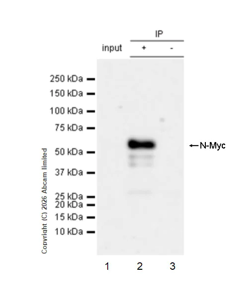 Immunoprecipitation - Anti-n-Myc/MYCN antibody [EPR26107-153] - BSA and Azide free (AB325653)