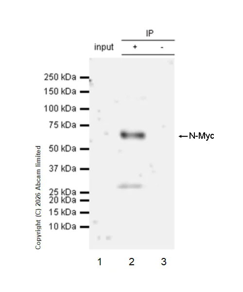Immunoprecipitation - Anti-n-Myc/MYCN antibody [EPR26107-153] - BSA and Azide free (AB325653)