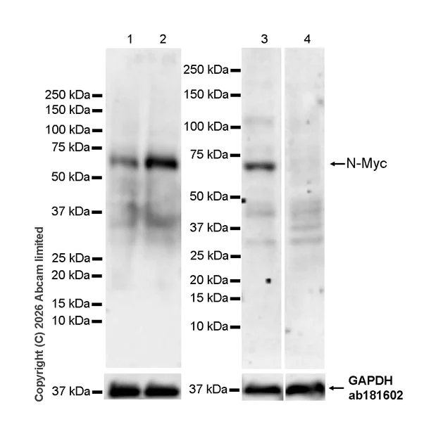 Western blot - Anti-n-Myc/MYCN antibody [EPR26107-153] - BSA and Azide free (AB325653)