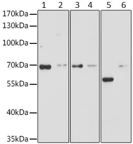 Western blot - Anti-N WASP antibody (AB187527)