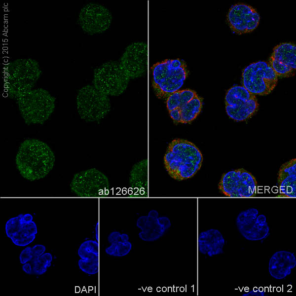 Immunocytochemistry/ Immunofluorescence - Anti-N WASP antibody [EPR6959] (AB126626), expandable thumbnail