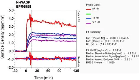 OI-RD Scanning - Anti-N WASP antibody [EPR6959] (AB126626)