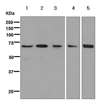 Western blot - Anti-N WASP antibody [EPR6959] (ab126626), expandable thumbnail