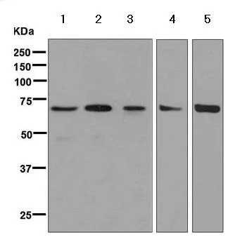 Western blot - Anti-N WASP antibody [EPR6959] (AB126626)
