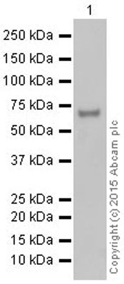Western blot - Anti-N WASP antibody [EPR6959] (AB126626), expandable thumbnail