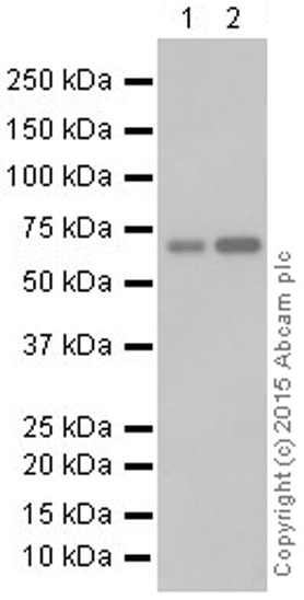 Western blot - Anti-N WASP antibody [EPR6959] (ab126626), expandable thumbnail